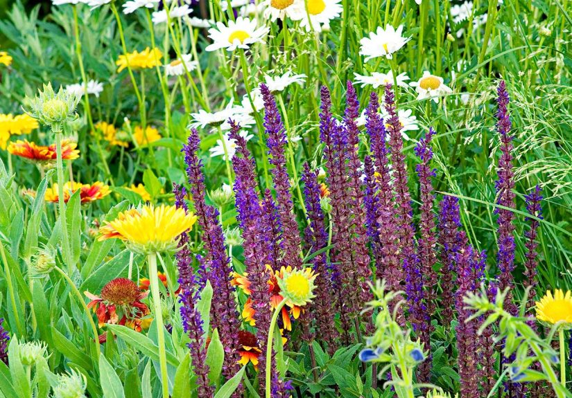24 Perennial Plant Combinations That Look Stunning Together