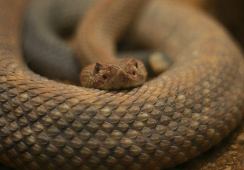25 Fascinating Trivia Facts About Snakes