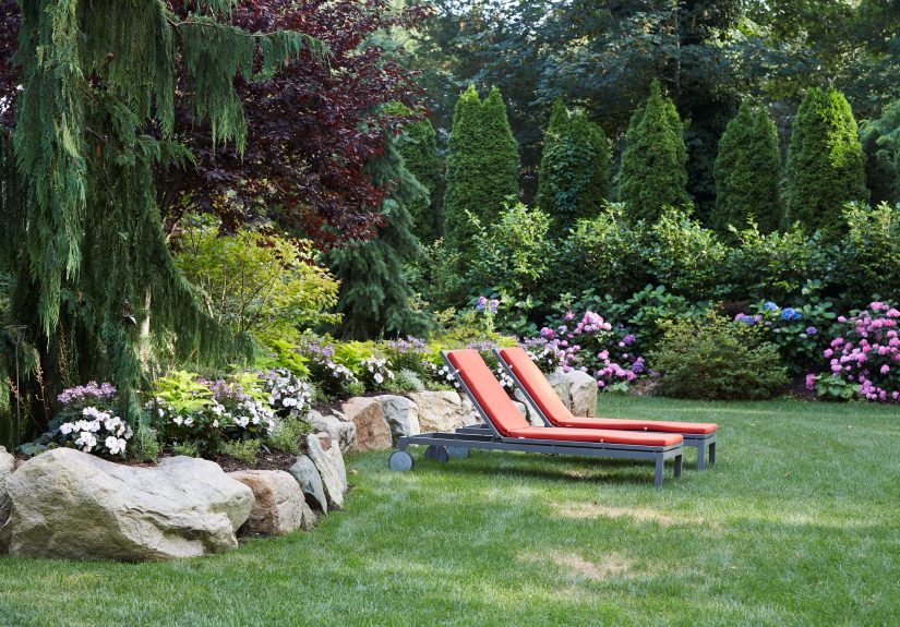 26 Best Evergreen Trees for Privacy and Screening