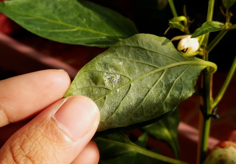 7 Ways to Make a Natural Insecticide