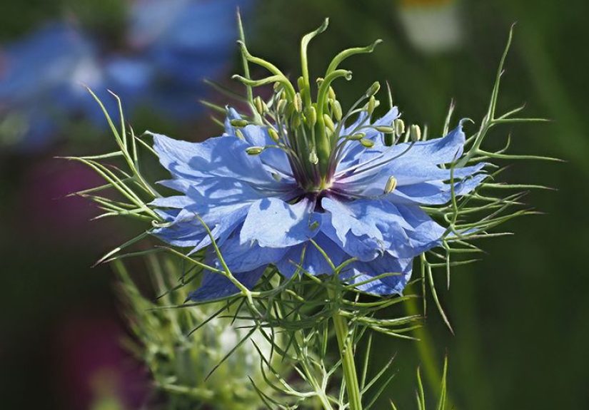 Aceite de Semilla Negra: Beneficios, Dosis y Efectos Secundarios