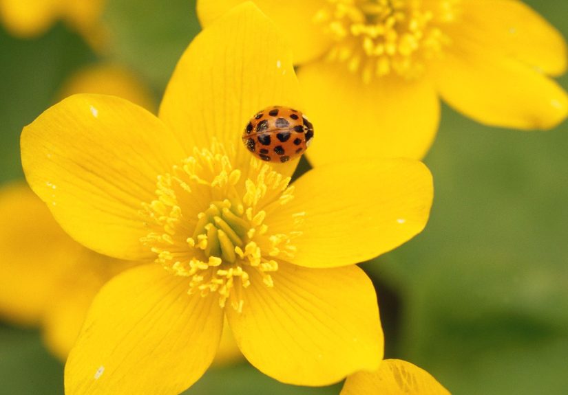 Beneficial Ladybug Vs. Asian Lady Beetle: How to Tell Which One Is a Pest