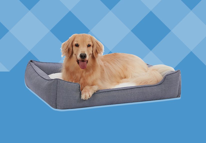 Everything You Need to Bring a New Dog Home Is Available at PetSmart, Including This Money-Saving Guide