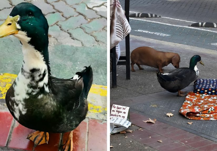 &ldquo;Free Juan&rdquo;: Celebrity Duck Gets A Lawyer, Sparks Mass Support After Being Removed From Popular Location