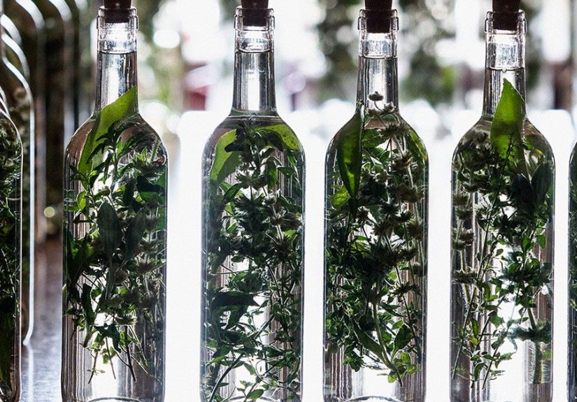 Herbal tinctures: 5 types and recipes