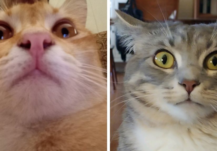 Hey Pandas, Post The Funniest Picture You Can Find Of Your Cat (Closed)