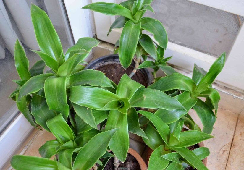 How to Grow and Care for Basket Plant (Callisia fragrans)