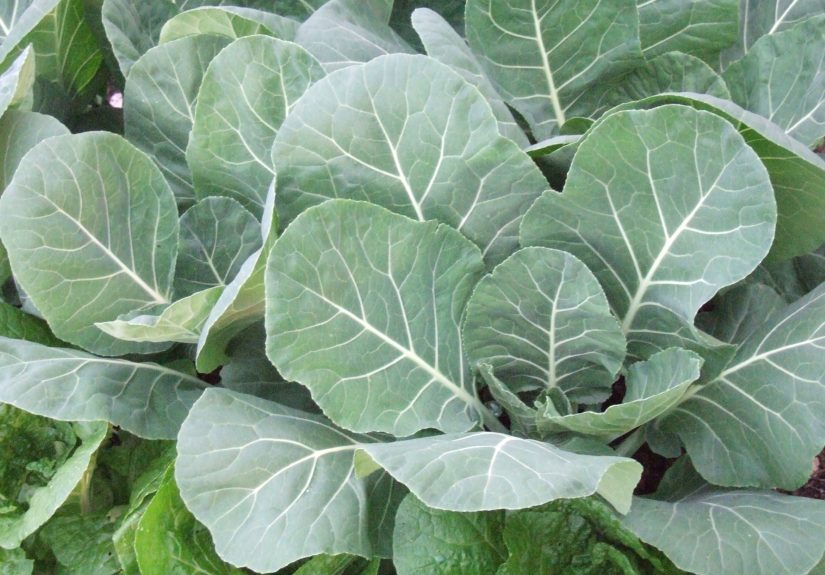 How to Plant and Grow Collard Greens