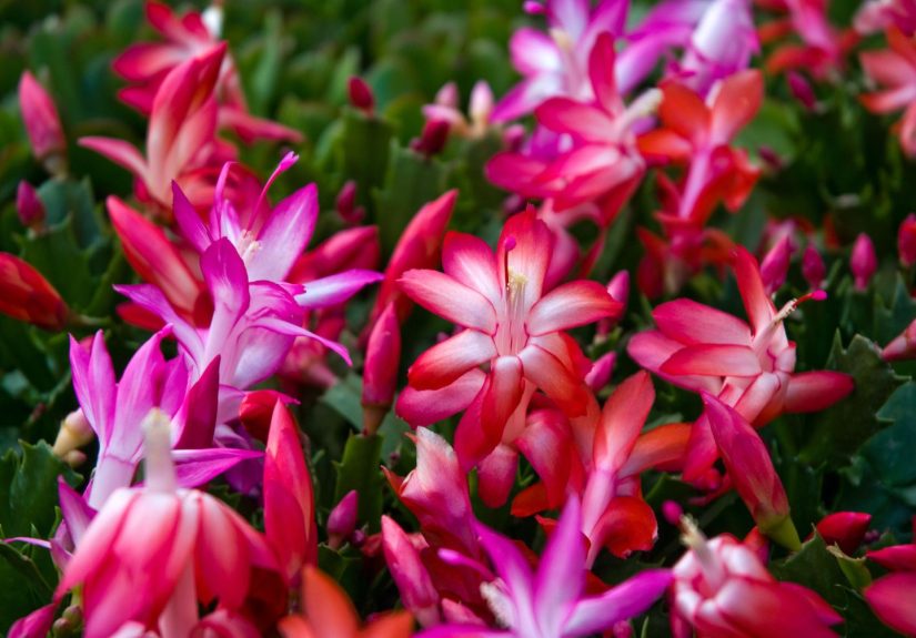 How to Tell Thanksgiving Cactus from Christmas Cactus