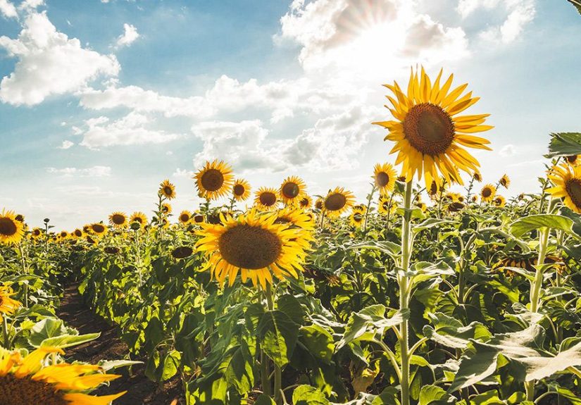 Is Sunflower Oil Healthy?