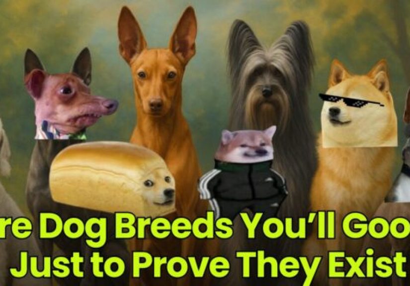 Rare Dog Breeds You’ll Google Just to Prove They Exist Dumb Little Man