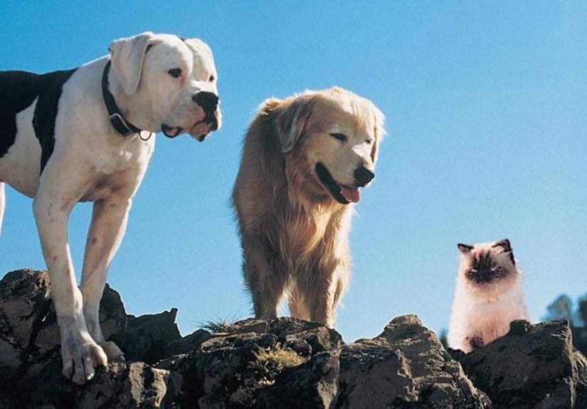 The Best Dog Films for Kids, Ranked