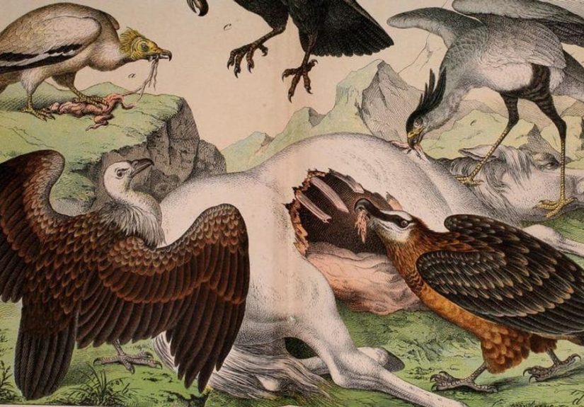 The Horrifying Bearded Vulture Lives On A Diet Of Bones And Will Haunt You For The Rest of Your Life