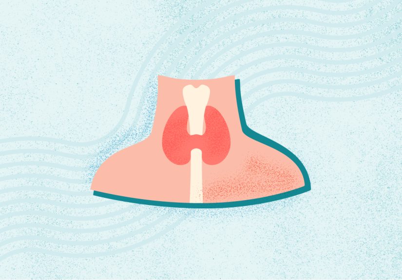 What Is the Thyroid Gland?