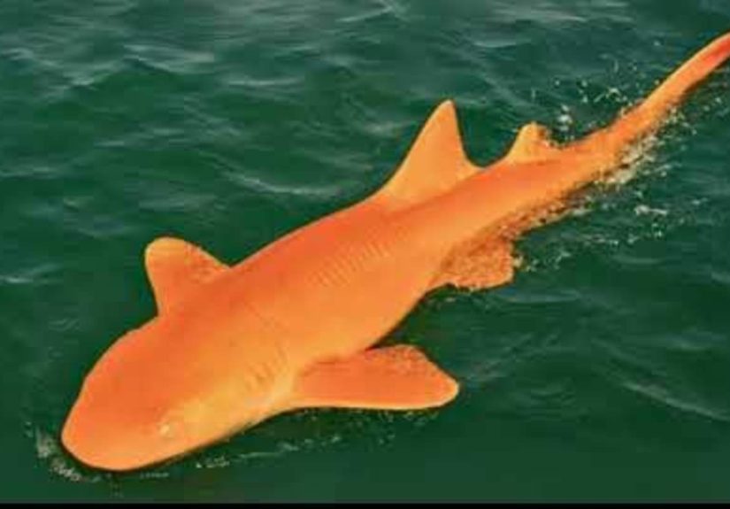 White-Eyed, Bright Orange Shark the Result of Extremely Rare Mutation