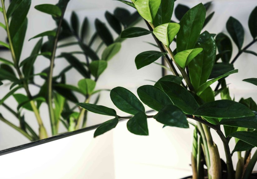 ZZ Plant (Zanzibar Gem) Growing & Care Tips