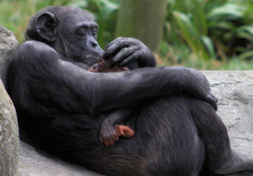 10 Amazing Displays Of Animal Empathy