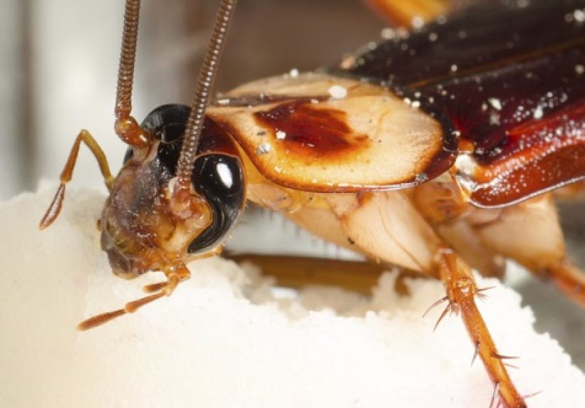 10 Filthy Facts About Cockroaches