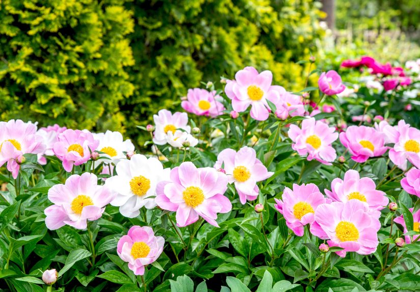 22 Types of Perennial Flowers