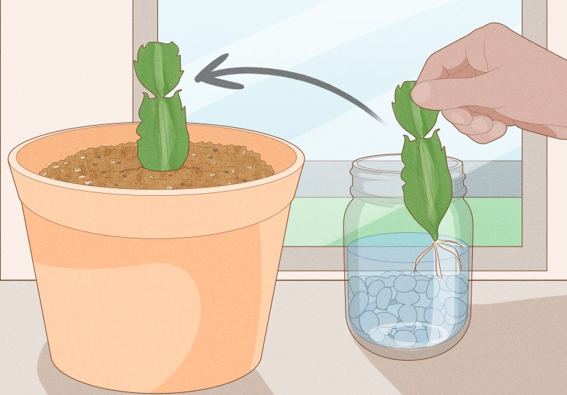 3 Ways to Propagate Christmas Cactus
