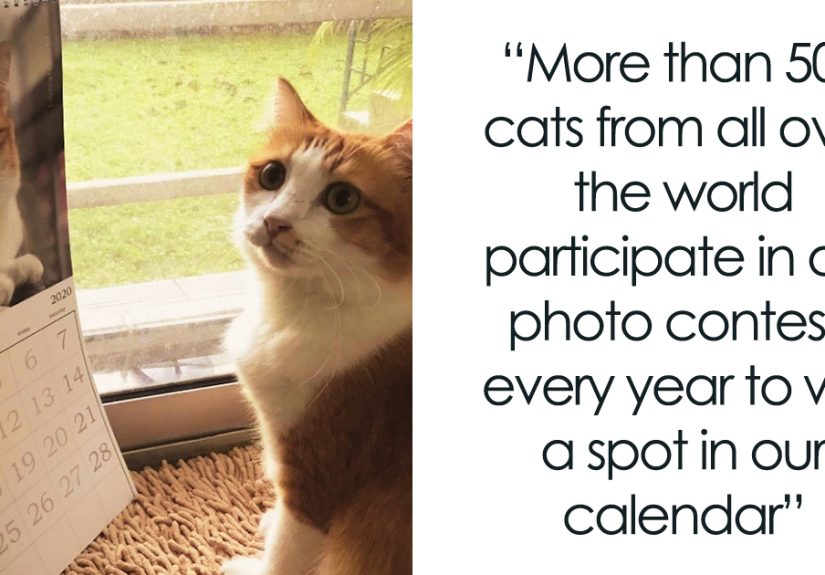 30 Cats That Won A Spot In Our Yearly Calendar, Posing Next To Their Winning Photos