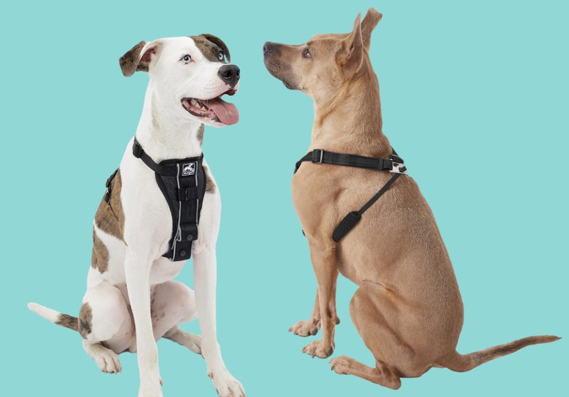 6 Best No-Pull Harnesses of 2024, Tested by Experts