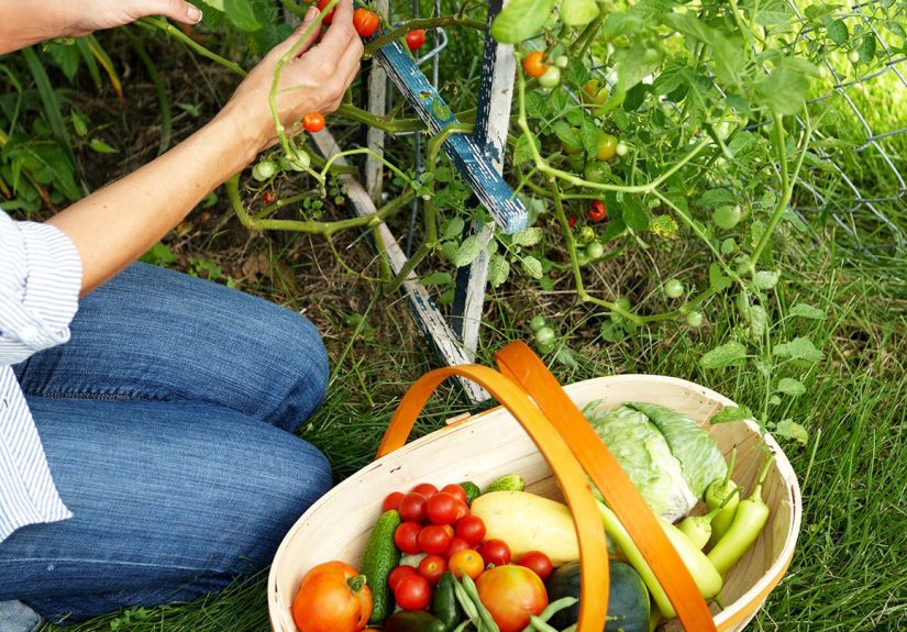6 Secrets to Starting Your First Vegetable Garden Off Right
