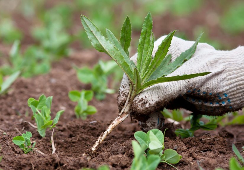 7 Weeding Mistakes That Make Gardening Much Harder
