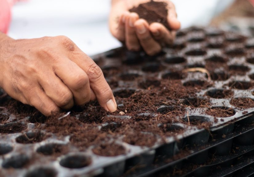 8 Essential Tools and Materials for Starting Seeds Indoors