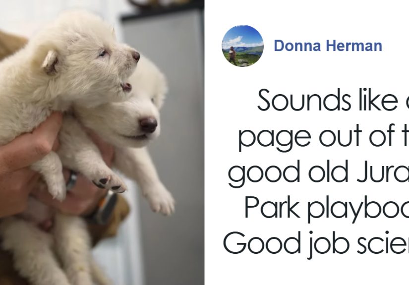 “Bad Idea”: People React To Dire Wolves Brought Back To Life 10,000 Years After They Went Extinct