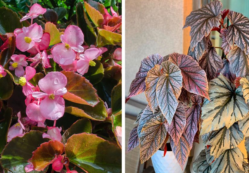 Begonia Growth and Care: A Complete Guide For Full Blooms