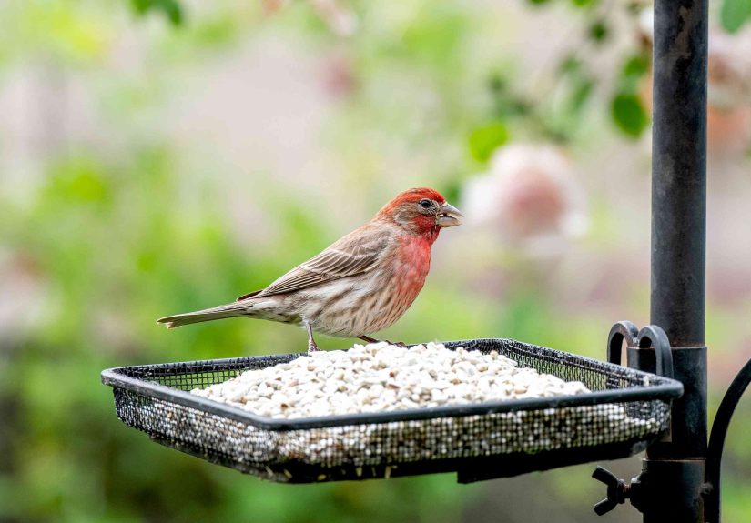 Bird-Watching Season Is Here6 Ways to Invite More Birds to Your Yard