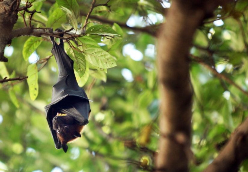 Bit by a Bat? When to Get Medical Help, Risks, Treatment