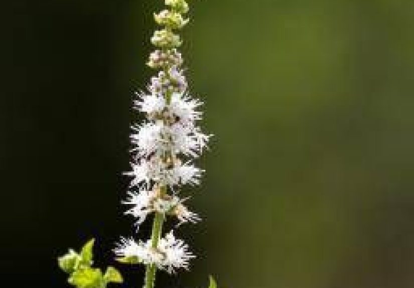 Black cohosh for menopause: Uses and side effects