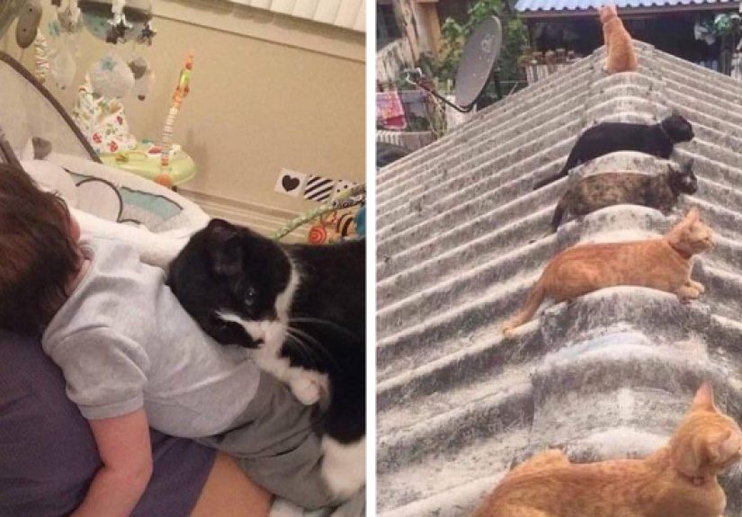 “Cats That Heal Your Depression”: 50 Pics Of Adorable Felines Who Don’t Even Know What Power They Hold