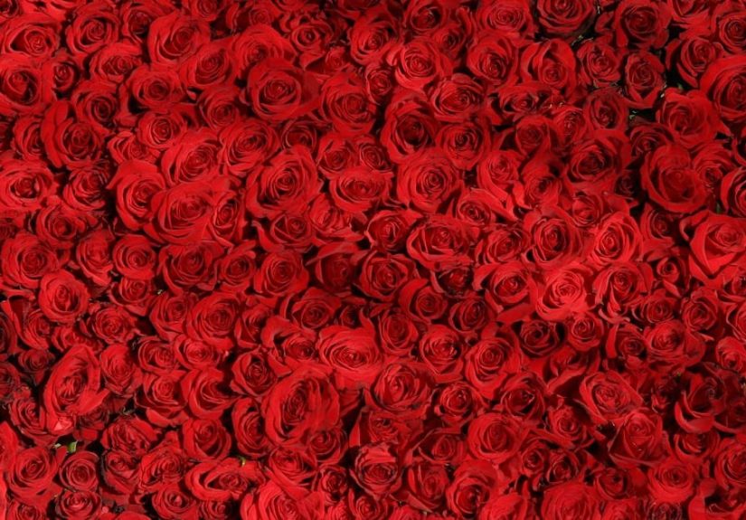 Famous Alpha Omicron Pis