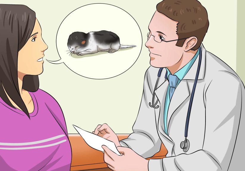 How to Care for Newborn Kittens: 13 Steps