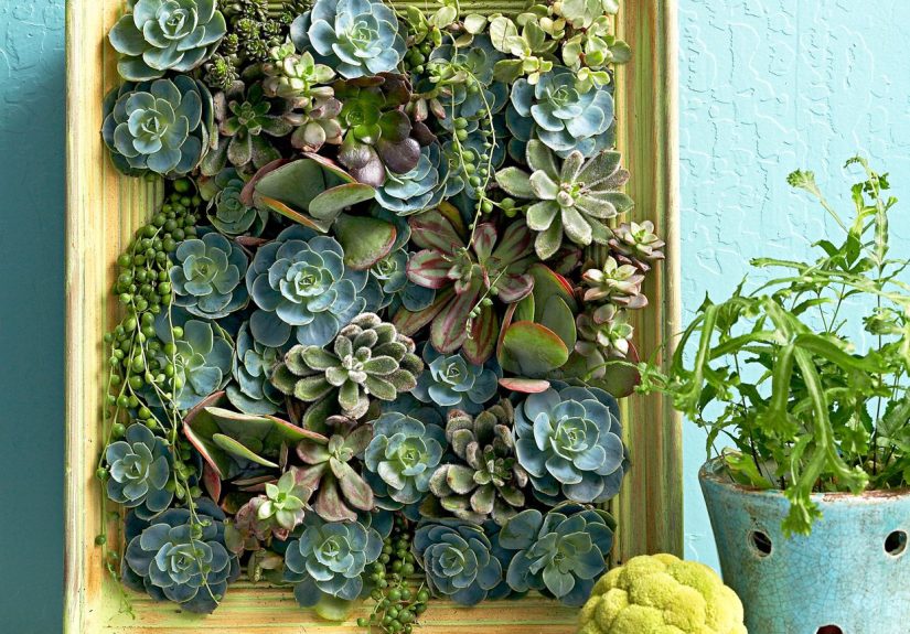 How to Create Succulent Wall Art with an Old Picture Frame