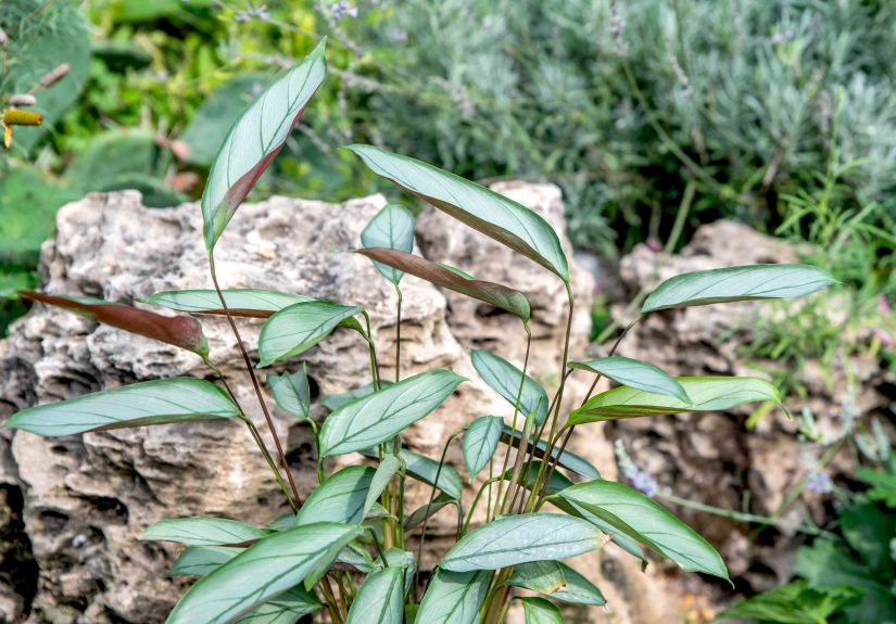 How to Grow and Care for Ctenanthe Setosa 'Grey Star'