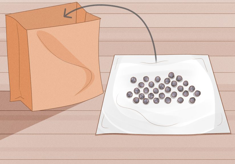 How to Grow Four O' Clock Flowers