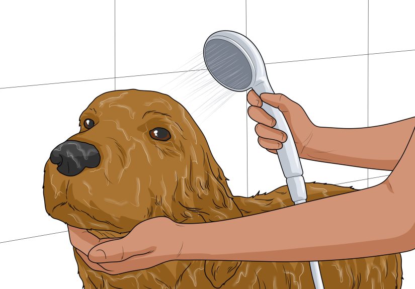 How to Nurse a Dog Through Parvo