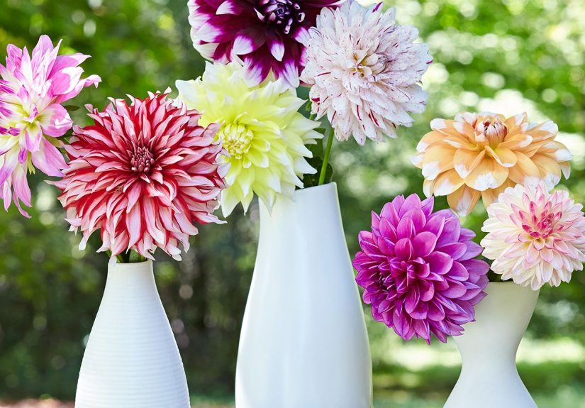 How to Plant and Grow Showstopping Dahlias
