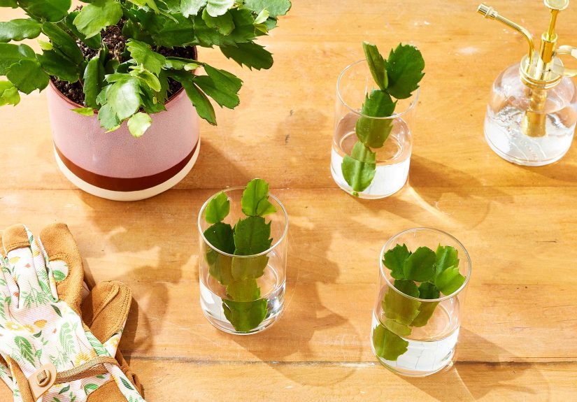 How to Propagate Christmas Cactus, 2 Ways