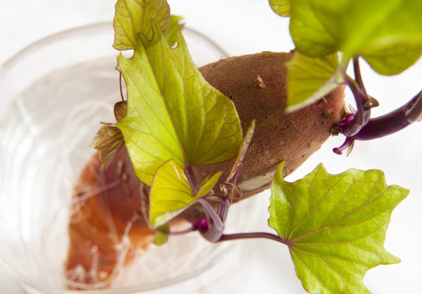 How to Start Sweet Potato Slips