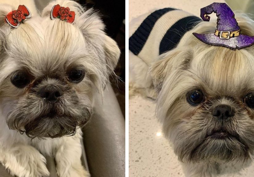 I Have Been Making Handpainted Bows For My Dog For Almost 2 Years. Here Are Some Of My Favorites