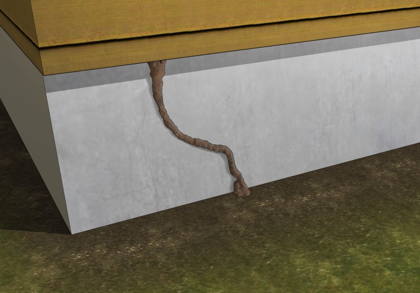 Kill Flying Termites: 3 Ways to Get Rid of Alates and Their Colony