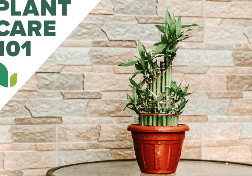 Lucky Bamboo Care 101: This Routine is About as Easy as it Gets - Bob Vila