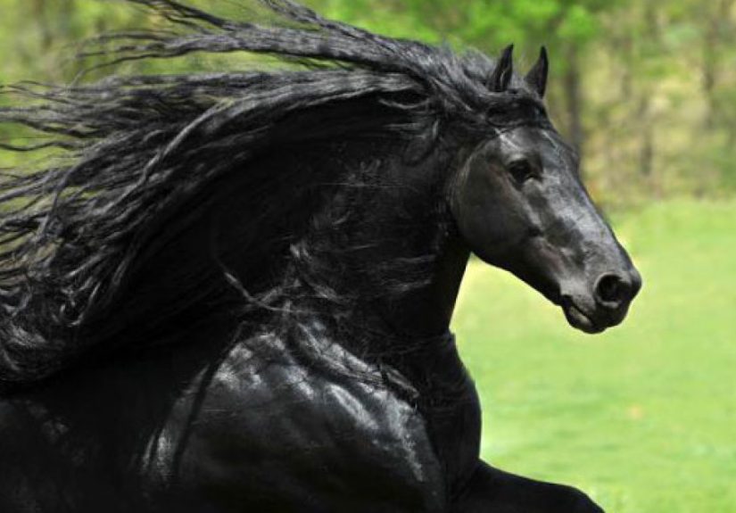 Meet Frederik The Great, Considered By Many The Most Handsome Horse In The World (30 Pics)