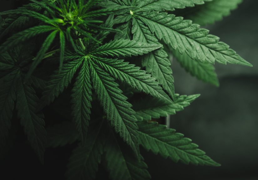 Qualifying conditions for medical marijuana