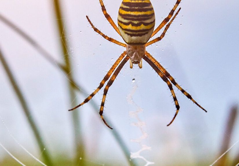 Spider Bites: Identify What Bit You and Get Proper Help